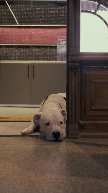 A white Staffordshire Bull Terrier puppy with a black nose and dark eyes lying on a tiled floor, resting its head on the ground and looking directly at the camera. The puppy is partially concealed beh