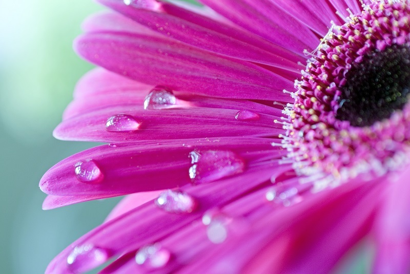 Flowers Florists
