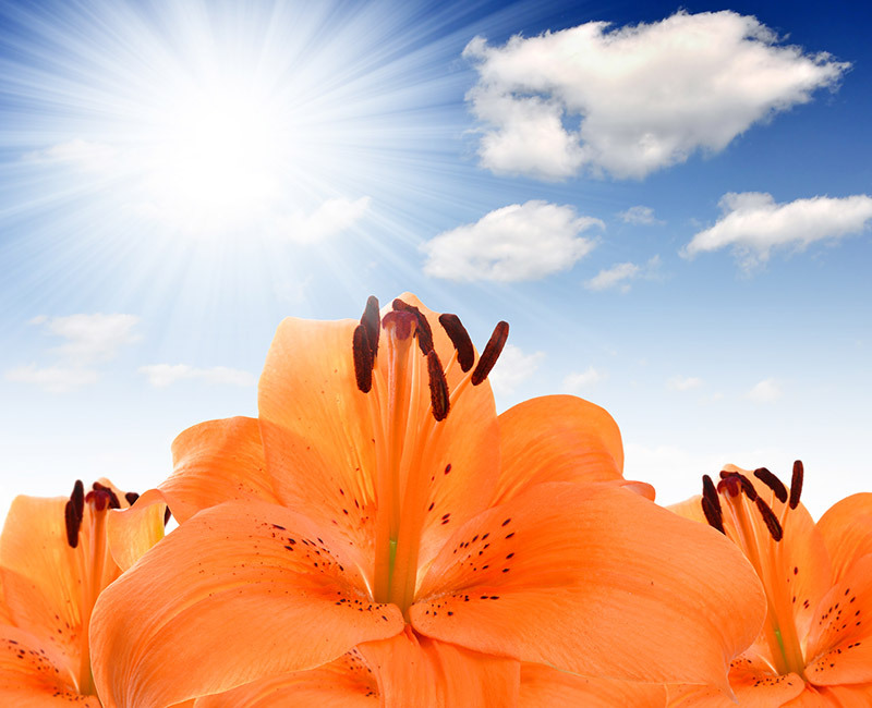 Birthday flowers flower arrangement