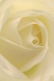 This deeply evocative image invites you into the heart of a cream-white rose, as though you are nestled amongst its tender petals-the epitome of tranquillity and hope found in Slough's peaceful neighbourhoods. Unfurling in perfect spirals, each petal is soft, almost weightless, and dusted with the freshness reminiscent of morning dew in Herschel Park. Light filters gently across the bloom, accentuating the delicate differences between ivory and pearl, as muted shadows create depth and quiet intrigue. The mood is one of peace and contemplation-the sort you might feel marking a new beginning or honoring cherished memories. Local florists in Slough, renowned for their skilled hands and attention to detail, ensure this rose is a fitting expression of sympathy, admiration, or heartfelt connection. A hint of sweet fragrance seems to rise from the petals, subtle and reassuring. Through this close and artful perspective, the rose's natural poetry is revealed-its beauty, its emotion, and the care with which it is offered to every home and heart across Slough.